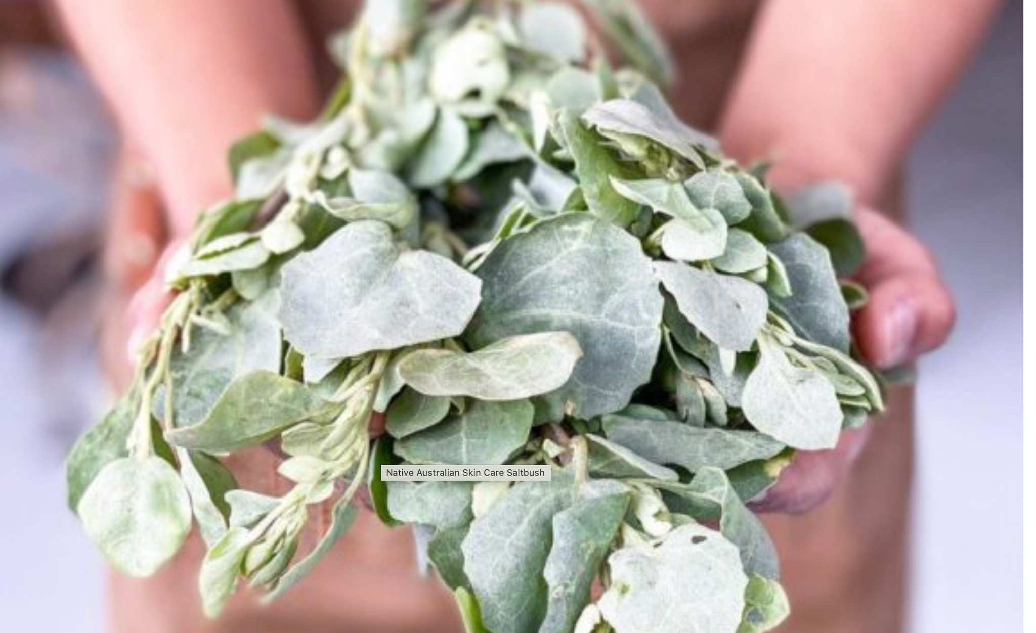 Could Saltbush be the Secret Ingredient to Super Skin?